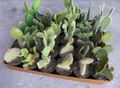 4" Cactus Opuntia Assortment 